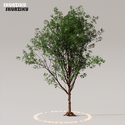 图片[3]-D5渲染器室外植物树木模型下载50个-刷子库