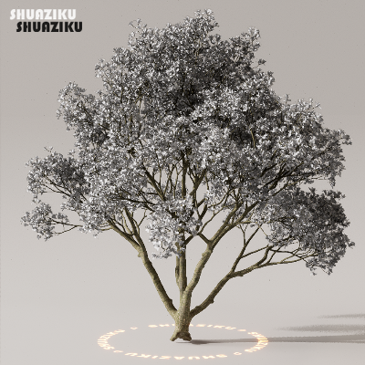 图片[4]-D5渲染器室外植物树木模型下载50个-刷子库