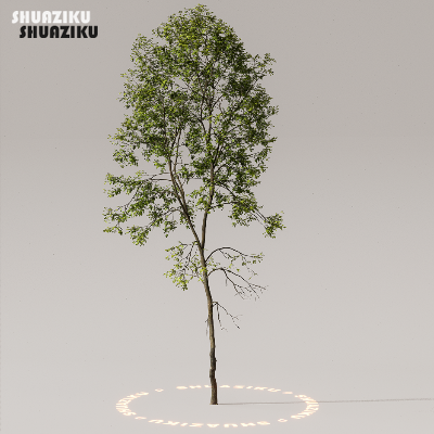 图片[7]-D5渲染器室外植物树木模型下载50个-刷子库