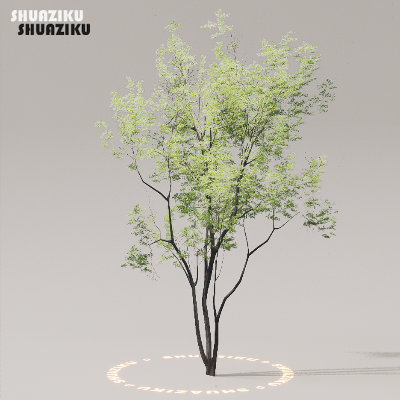 图片[8]-D5渲染器室外植物树木模型下载50个-刷子库