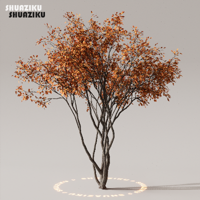 图片[9]-D5渲染器室外植物树木模型下载50个-刷子库