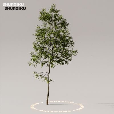 图片[14]-D5渲染器室外植物树木模型下载50个-刷子库