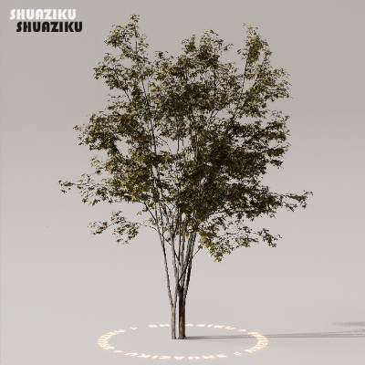 图片[18]-D5渲染器室外植物树木模型下载50个-刷子库