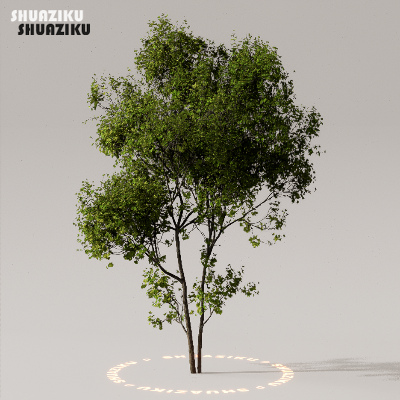 图片[20]-D5渲染器室外植物树木模型下载50个-刷子库