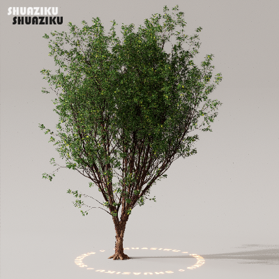 图片[25]-D5渲染器室外植物树木模型下载50个-刷子库