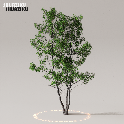 图片[27]-D5渲染器室外植物树木模型下载50个-刷子库