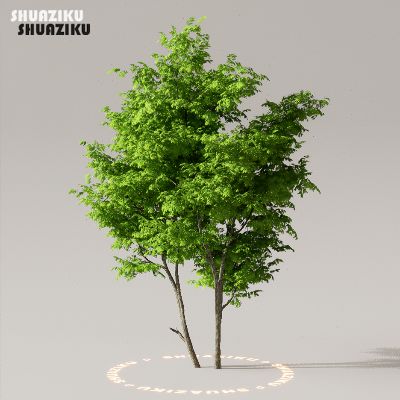 图片[30]-D5渲染器室外植物树木模型下载50个-刷子库