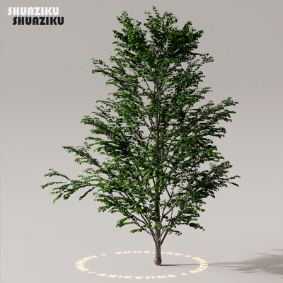 图片[36]-D5渲染器室外植物树木模型下载50个-刷子库