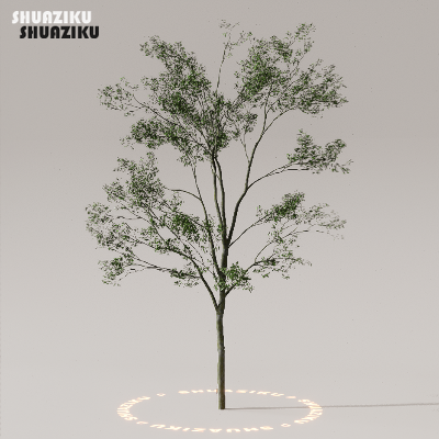 图片[38]-D5渲染器室外植物树木模型下载50个-刷子库