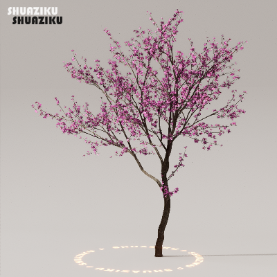 图片[41]-D5渲染器室外植物树木模型下载50个-刷子库