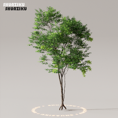 图片[44]-D5渲染器室外植物树木模型下载50个-刷子库