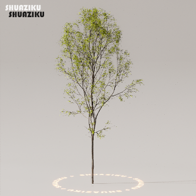 图片[45]-D5渲染器室外植物树木模型下载50个-刷子库