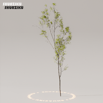 图片[46]-D5渲染器室外植物树木模型下载50个-刷子库