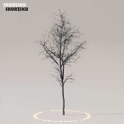 图片[49]-D5渲染器室外植物树木模型下载50个-刷子库