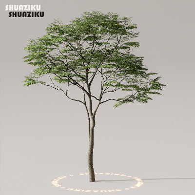 图片[50]-D5渲染器室外植物树木模型下载50个-刷子库