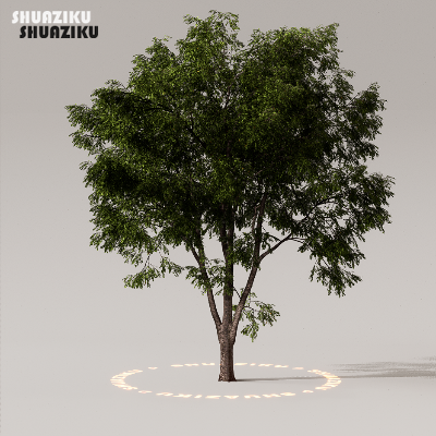 图片[1]-D5渲染器室外植物树木模型50个-刷子库