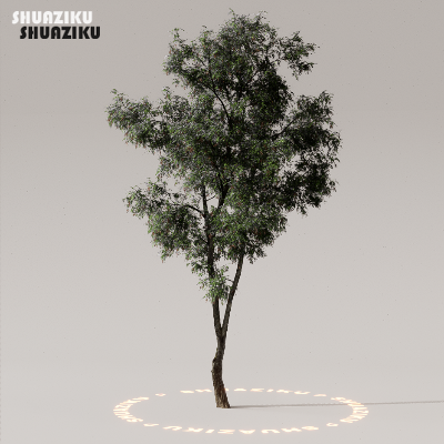 图片[2]-D5渲染器室外植物树木模型50个-刷子库