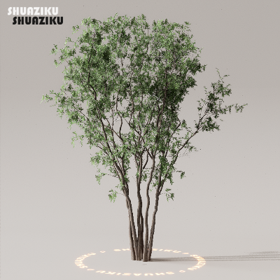 图片[3]-D5渲染器室外植物树木模型50个-刷子库