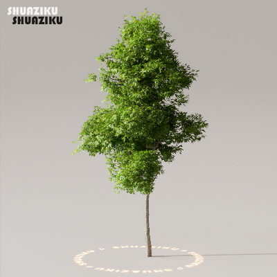 图片[5]-D5渲染器室外植物树木模型50个-刷子库