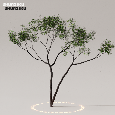 图片[6]-D5渲染器室外植物树木模型50个-刷子库