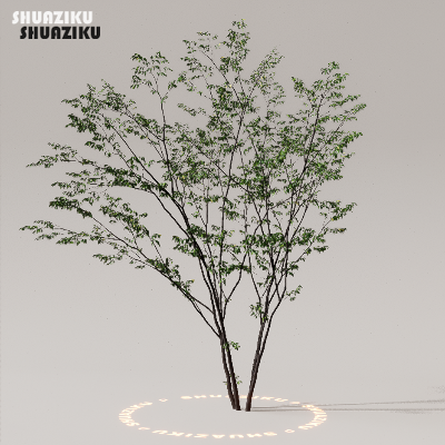 图片[7]-D5渲染器室外植物树木模型50个-刷子库