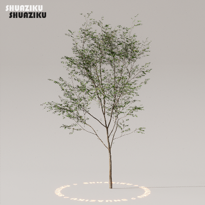 图片[8]-D5渲染器室外植物树木模型50个-刷子库