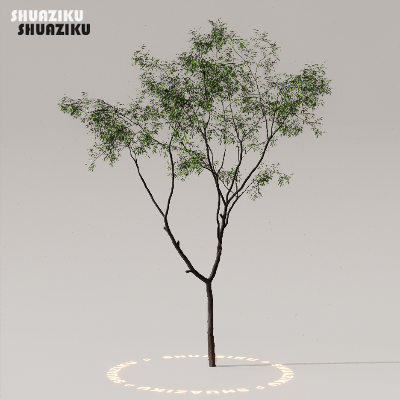 图片[9]-D5渲染器室外植物树木模型50个-刷子库