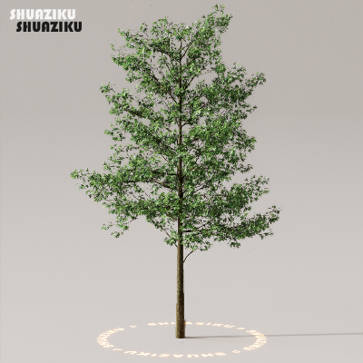 图片[11]-D5渲染器室外植物树木模型50个-刷子库