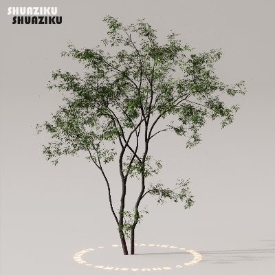 图片[13]-D5渲染器室外植物树木模型50个-刷子库