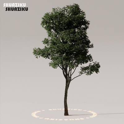 图片[14]-D5渲染器室外植物树木模型50个-刷子库