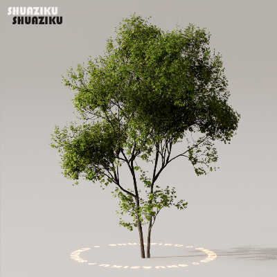 图片[15]-D5渲染器室外植物树木模型50个-刷子库