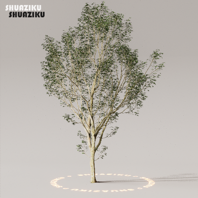 图片[16]-D5渲染器室外植物树木模型50个-刷子库