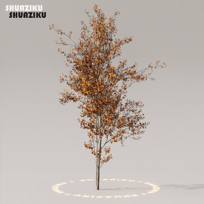 图片[17]-D5渲染器室外植物树木模型50个-刷子库