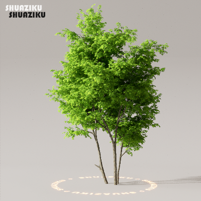 图片[19]-D5渲染器室外植物树木模型50个-刷子库