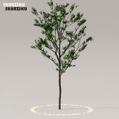 图片[20]-D5渲染器室外植物树木模型50个-刷子库