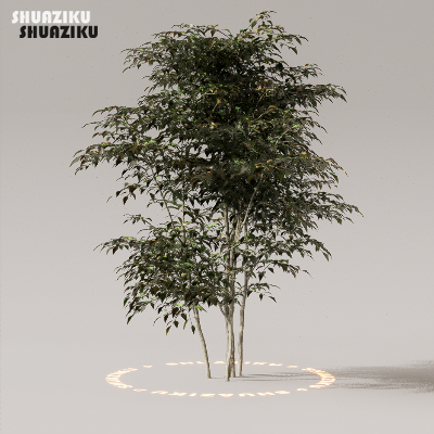 图片[21]-D5渲染器室外植物树木模型50个-刷子库