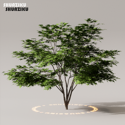 图片[22]-D5渲染器室外植物树木模型50个-刷子库