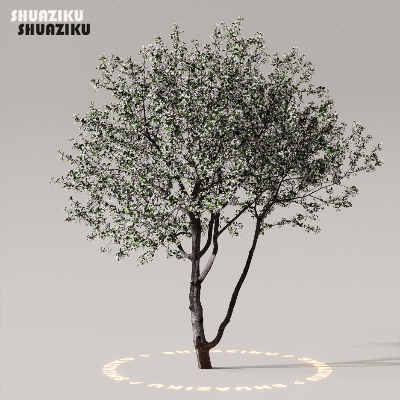 图片[24]-D5渲染器室外植物树木模型50个-刷子库