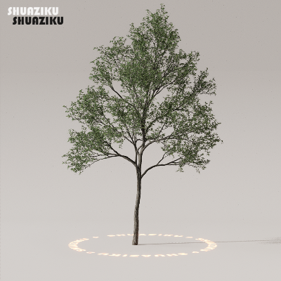 图片[25]-D5渲染器室外植物树木模型50个-刷子库