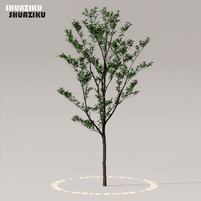 图片[27]-D5渲染器室外植物树木模型50个-刷子库