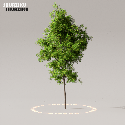 图片[29]-D5渲染器室外植物树木模型50个-刷子库