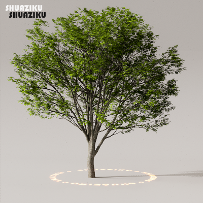 图片[30]-D5渲染器室外植物树木模型50个-刷子库