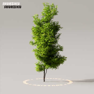 图片[31]-D5渲染器室外植物树木模型50个-刷子库