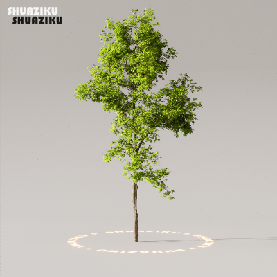 图片[32]-D5渲染器室外植物树木模型50个-刷子库