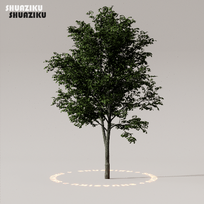 图片[33]-D5渲染器室外植物树木模型50个-刷子库