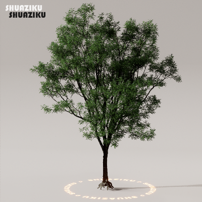 图片[34]-D5渲染器室外植物树木模型50个-刷子库