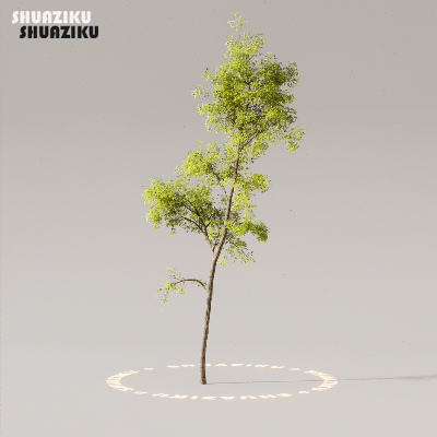 图片[35]-D5渲染器室外植物树木模型50个-刷子库