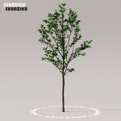 图片[38]-D5渲染器室外植物树木模型50个-刷子库