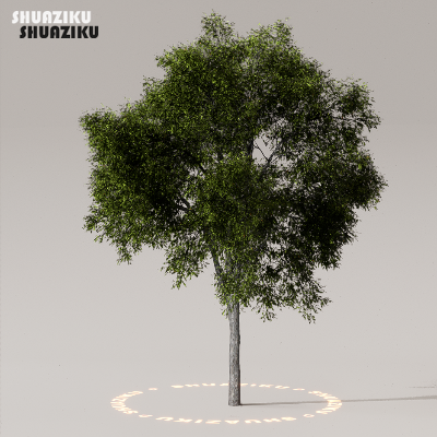 图片[39]-D5渲染器室外植物树木模型50个-刷子库