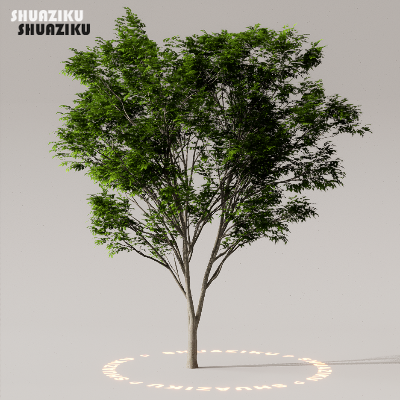 图片[40]-D5渲染器室外植物树木模型50个-刷子库